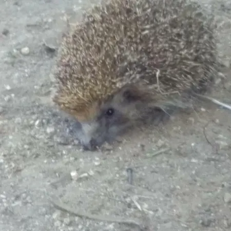 Casa Do Pereiro Vieira do Minho