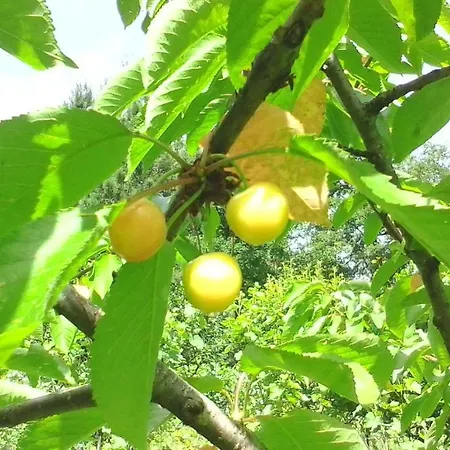 بيت للعطل Casa Do Pereiro فييرا دو مينهو