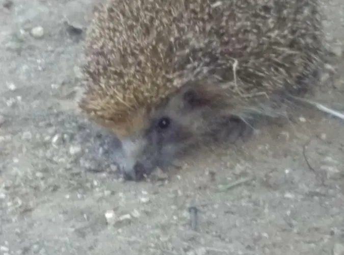 Casa Do Pereiro Vieira do Minho