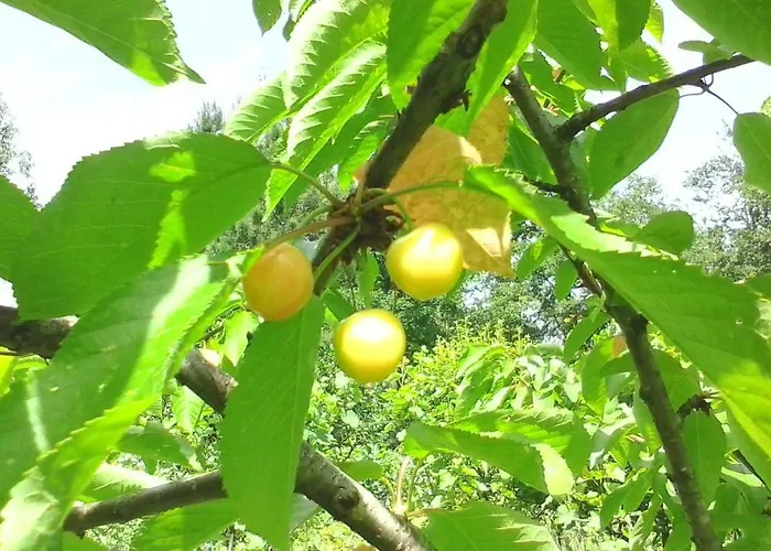 Hébergement de vacances Casa Do Pereiro Vieira do Minho